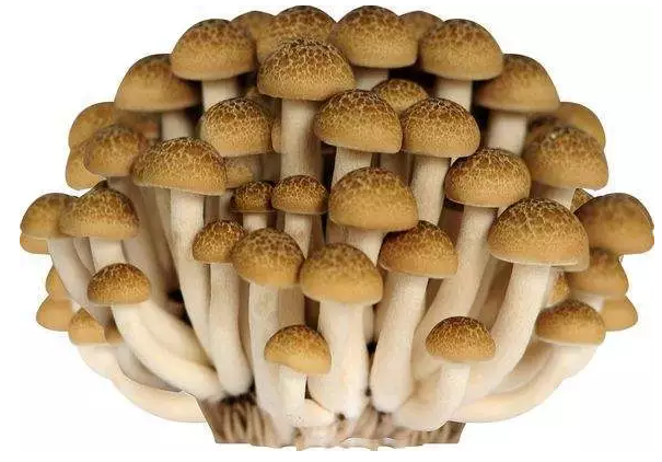 http://www.bjyzyy.cn/ewebeditor/uploadfile/20170914091421667001.png